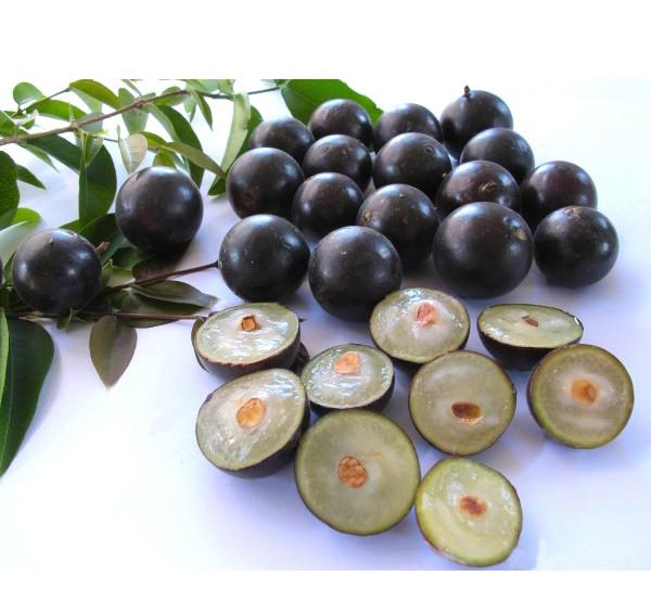 Quả nho thân gỗ Nam Mỹ có khả năng phòng chống ung thư